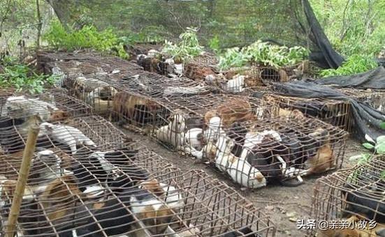 肉狗養殖基地?廣西肉狗養殖基地!