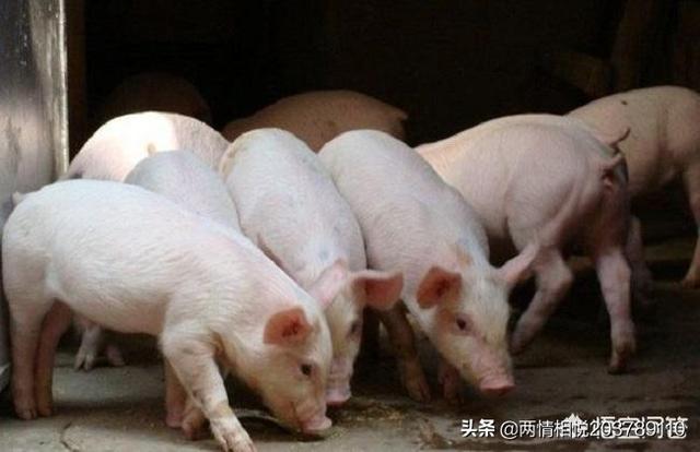 广西百色小猪价格-广西百色市养猪场的小猪的价格