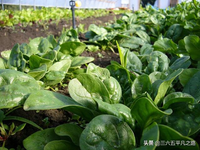 小型蔬菜种植基地，小型蔬菜种植基地视频云南农村