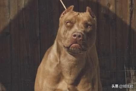 各种大型猛犬一览,第13张