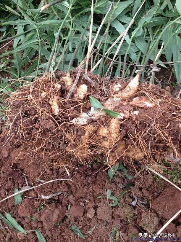 林下种植项目简介,林下种植项目简介怎么写