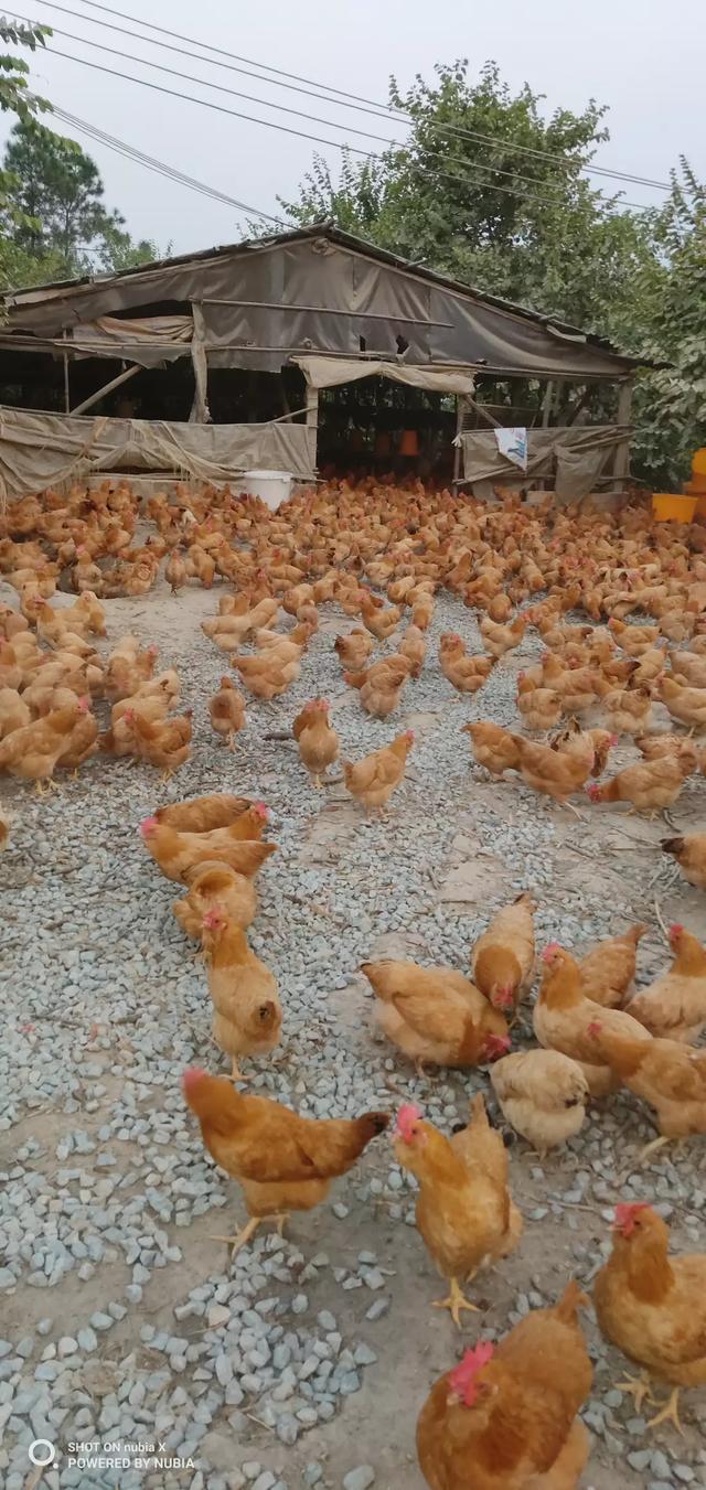 养殖动物的回本时间怎么算 什么动物适合小规模批量养殖？