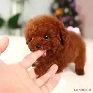 免費領養小狗?免費領養小狗狗!