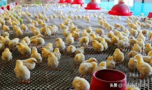 温室大棚图片大全效果图高清 养鸡搭什么棚好？
