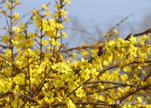 迎春花几点开花时间（迎春花几点开花时间最早）