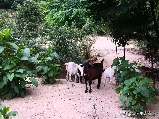 淫羊藿提取物在饲料上的添加-