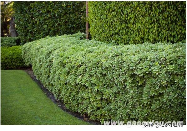 厂子里适合种植什么树？：厂区园林景观设计