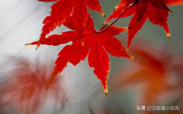 有名诗句大全摘抄1000句（一些有名的诗句）