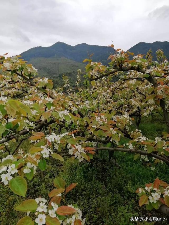 中年女人微信头像风景(图37)