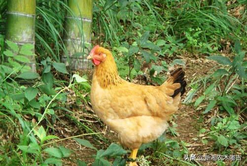 甜竹笋种植技术视频 甜竹笋种植技术视频教程