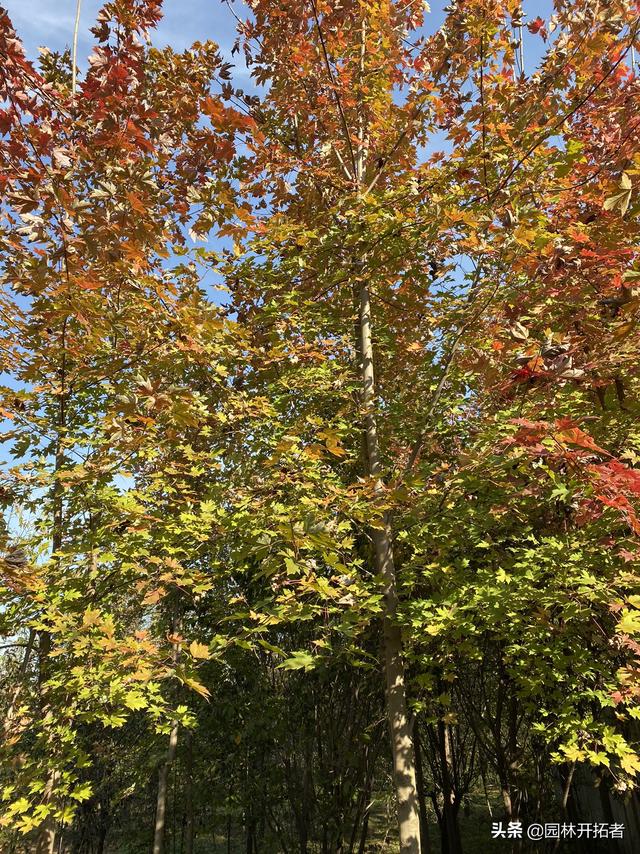 苗木种植表 花图片大全,苗木种植表 花图片大全大图