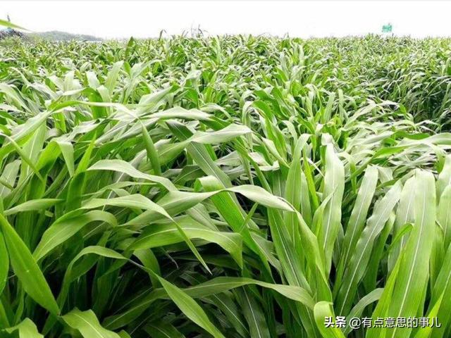 养10头牛种几亩牧草一头牛一年可以赚多少钱 10亩地用多少牧草培育？