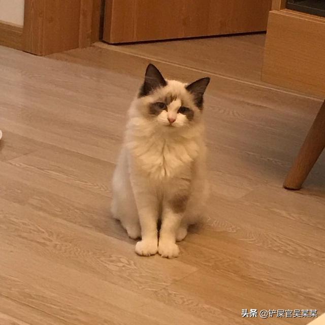 在楼上养的从不出门的猫咪到陌生环境怎么办,第3张