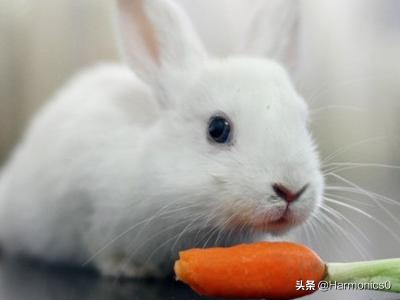 兔子吃胡萝卜会怎么样(图1)