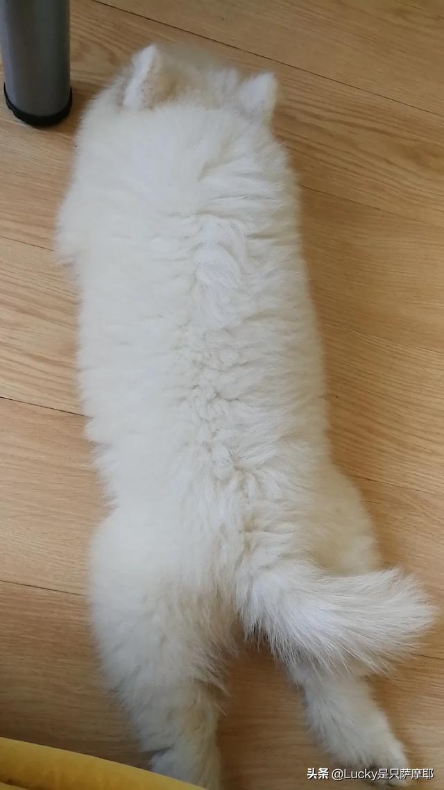 刚生出来的狗宝宝可不可以立即抱走,第11张