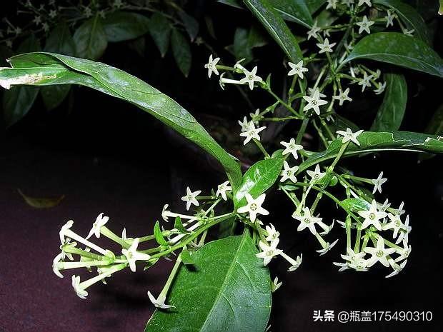 花园种植节目策划书,花园种植节目策划书怎么写