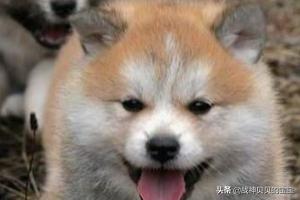 秋田犬好养吗？秋田犬适合家养吗,第2张