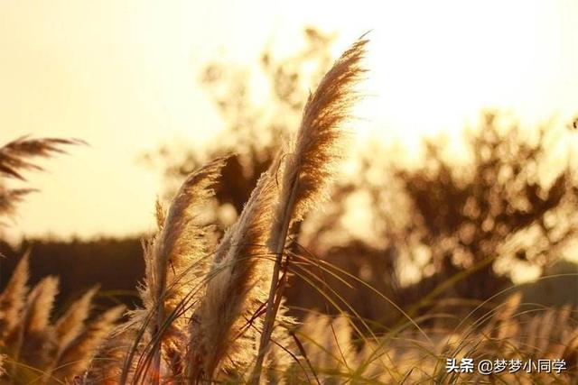 芦苇的用途?芦苇的用途主要有哪些!