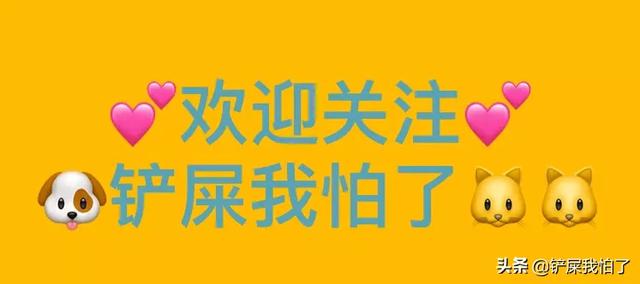 安闹闹-安闹闹翼装飞行