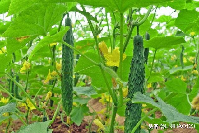 蔬菜种植多层架子，蔬菜种植多层架子图片