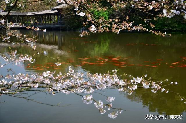 杭州西湖旅游团一日游-杭州西湖旅游团一日游价格