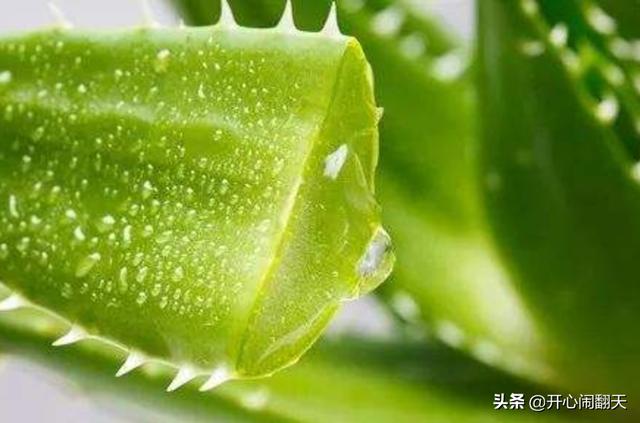 用芦荟怎么美容？方法有哪些