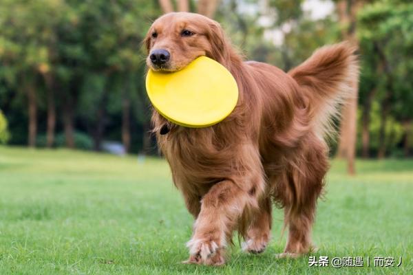 金毛犬的训练方法？(金毛犬的训练方法和技巧)