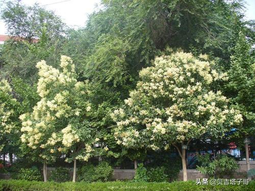 北方园林树木种类-北方园林树木种类有哪些