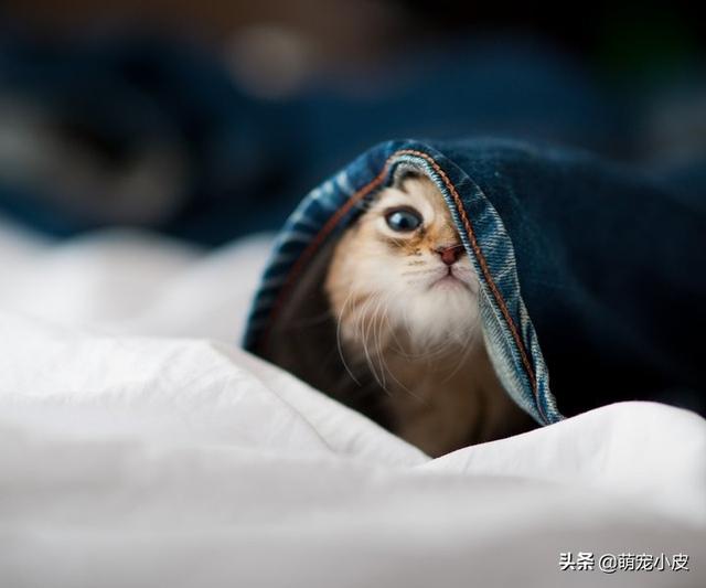 死亡阴影修改器手机版 死亡阴影修改器-第7张图片-随然AIR主题