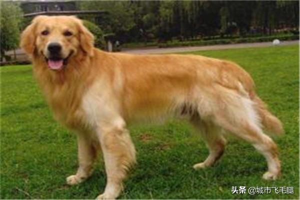 金毛犬图片,金毛犬图片大全大图,金毛有黑色的吗？