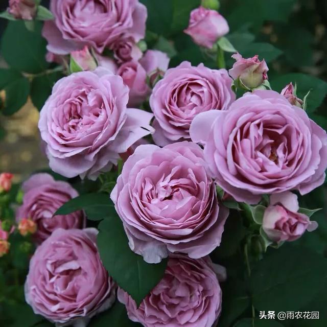 盆栽室内花卉月季?盆栽室内花卉月季怎么养!