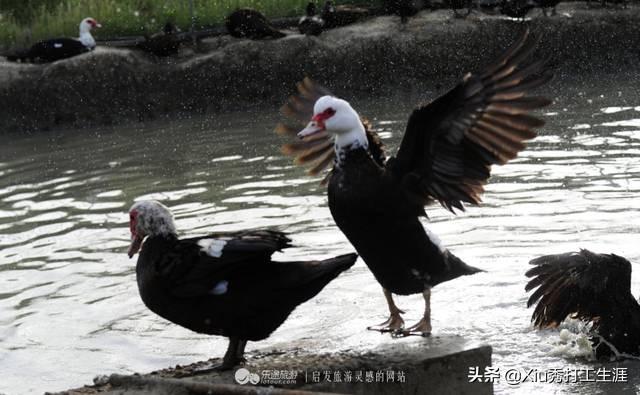 农业种植致富经养殖水鸭，养殖水鸭技术