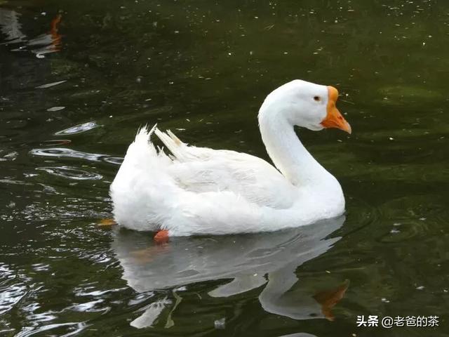 养鹅饲料用盐-养鹅饲料用盐水泡多久
