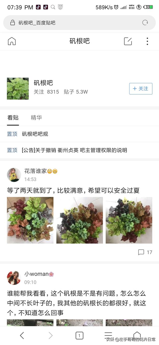 花卉图片大全 图案简单好看 种植盆栽-花卉图片大全 图案简单好看 种植盆栽