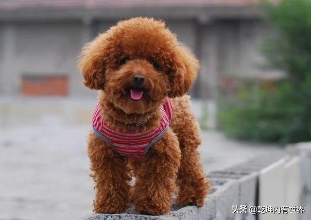 大家的狗狗都让上沙发和床吗,第5张