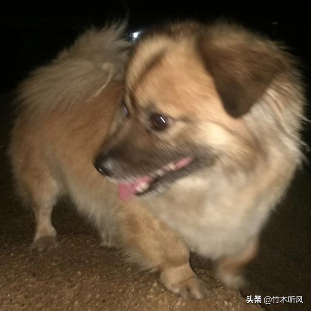 狗狗偷吃了一大块肥肉怎么办会发生什么,第2张