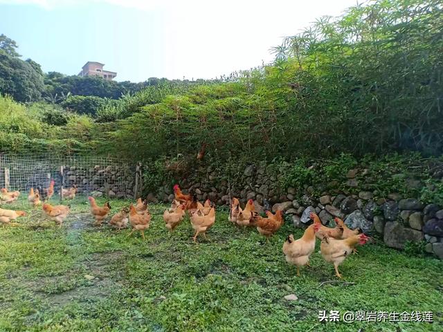 养殖鸡鸭前景怎样