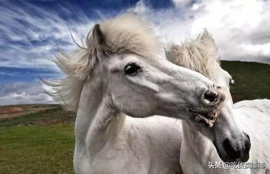 寵物馬視頻?寵物馬價格及圖片!