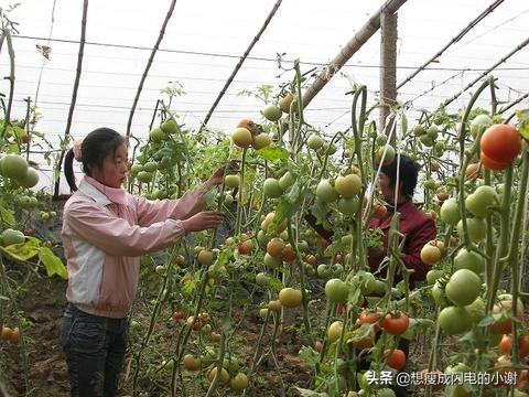 北方大棚蔬菜种植技术，北方大棚蔬菜种植技术视频