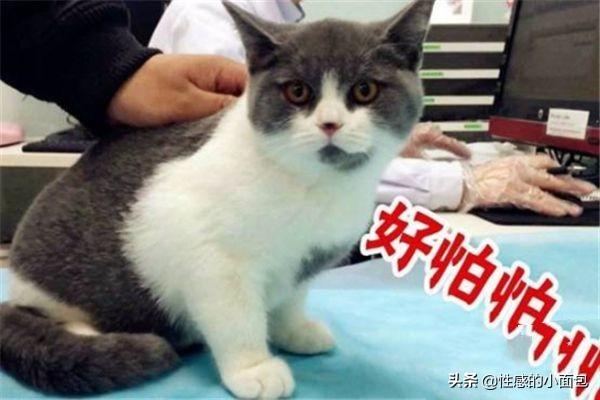 如何给小猫打疫苗