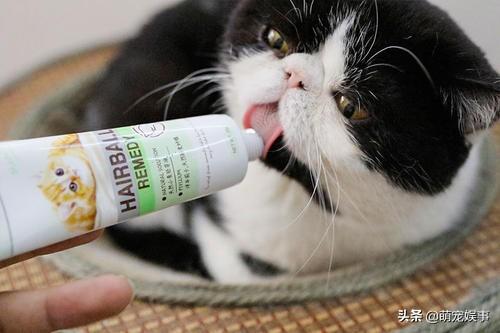 蜂蜜怎么吃小猫爱吃的(图3)