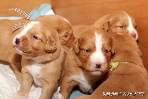 刚出生的金毛,幼犬应该注意什么,第1张
