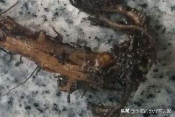 各类型花卉的浇水原则是什么