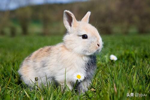 如何教会兔子使用兔砂