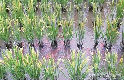 死不了花的种植方法，死不了花的种植方法有哪些