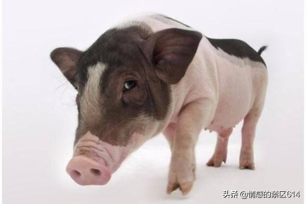 母猪用阉割吗？怎样养好母猪,第13张