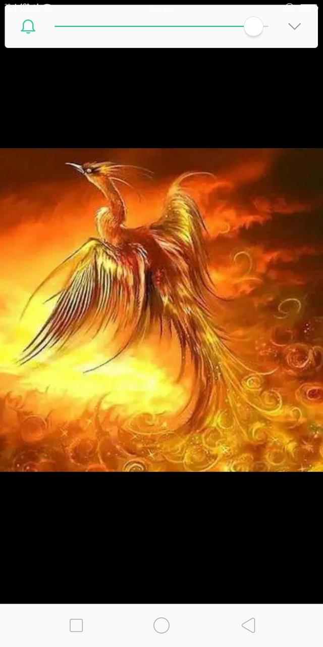 火凤凰图片_菊花火凤凰图片