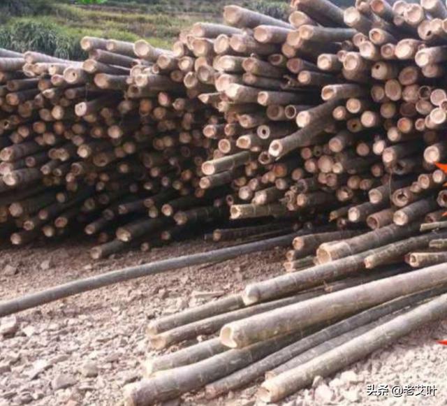 毛竹林中的毛笋怎么吃(图2)