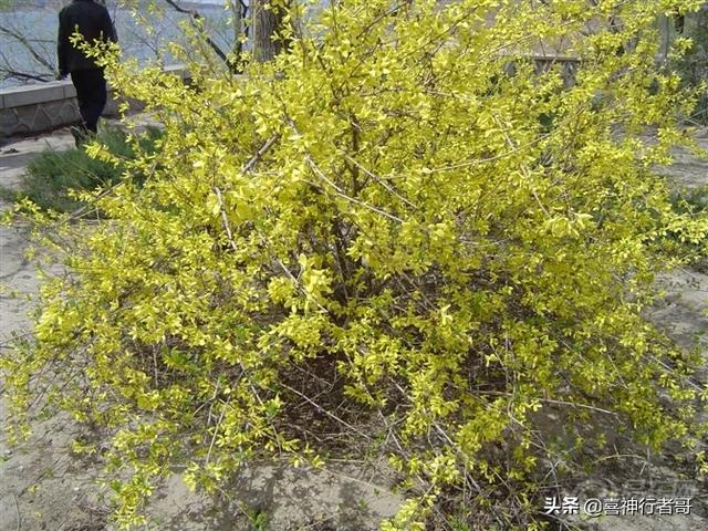 心的旅行（心在旅途是什么意思？）