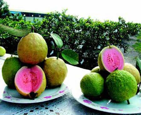 写一种水果的外形及味道(图1)